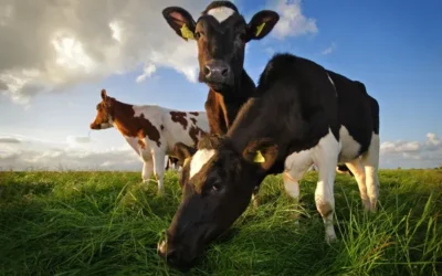Ti sei mai chiesto che cos’è il Cow Comfort in una stalla di vacche da latte?